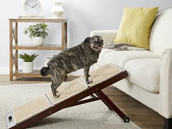 9 Best Dog Ramps for Beds in 2026 - Reviews & Top Picks