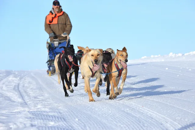 Dog Mushing: What It Is & How to Get Started With the Sport