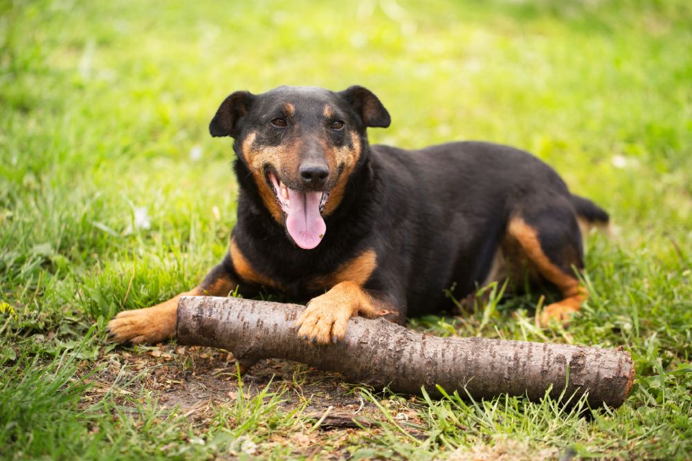 Jagdterrier dog sitting and playing with a stick