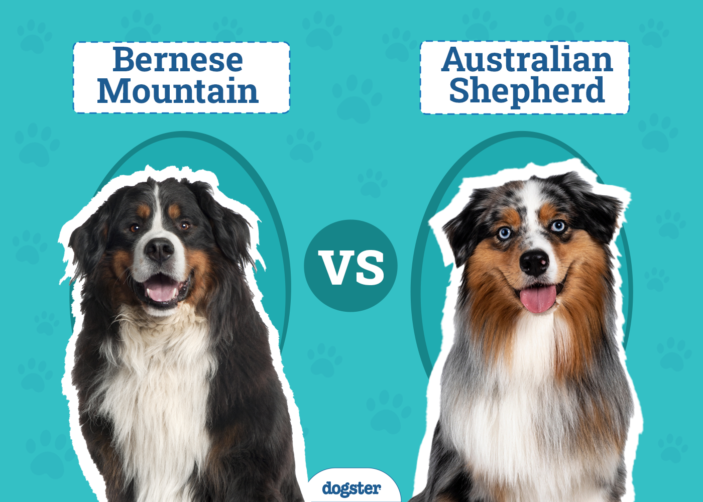 Bernese Mountain Dog vs Australian Shepherd