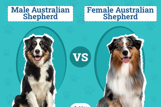 Male vs Female Australian Shepherds: The Differences (With Pictures)