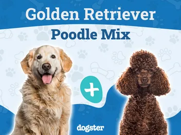 Mini Goldendoodle Dog Breed: Info, Pictures, Care & More