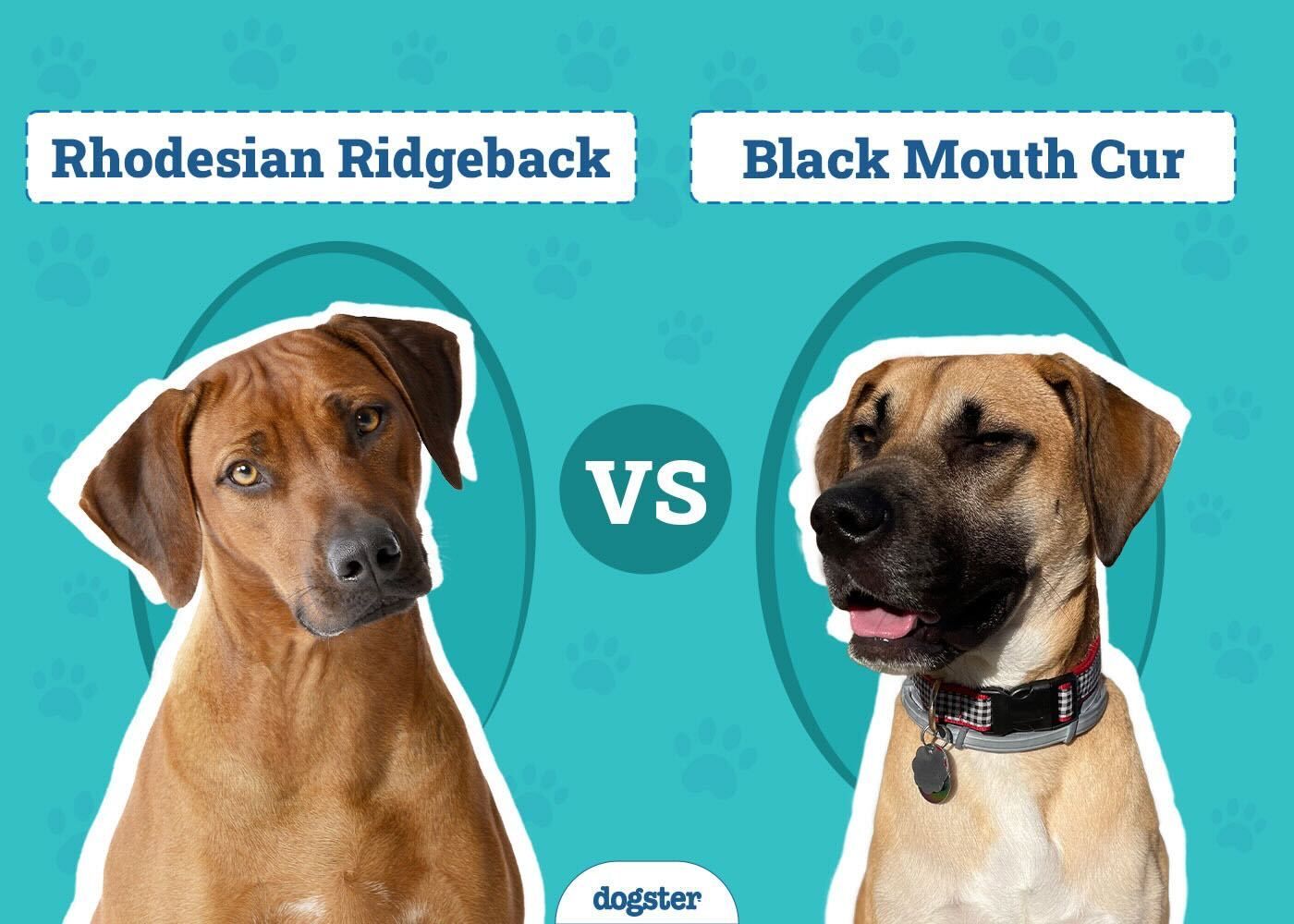 Rhodesian Ridgeback vs Black Mouth Cur