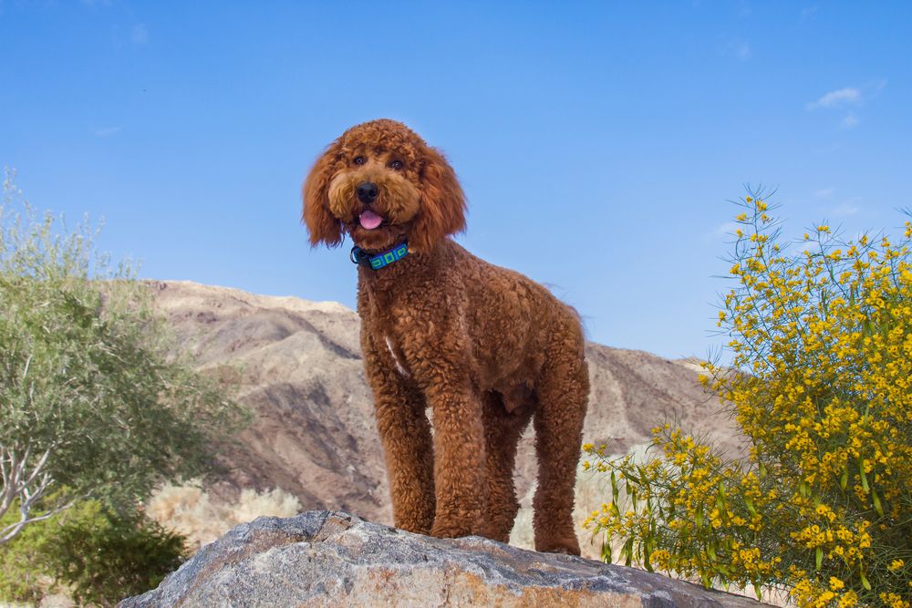 labradoodle dog in desert garden