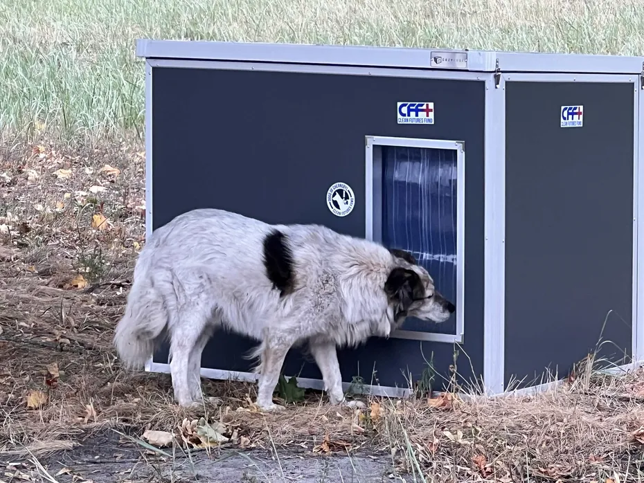 Feral Dogs - Entering CozyCube 8 (Close-Up)
