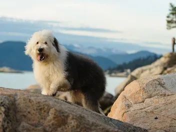 33 English Dog Breeds (With Info & Pictures)