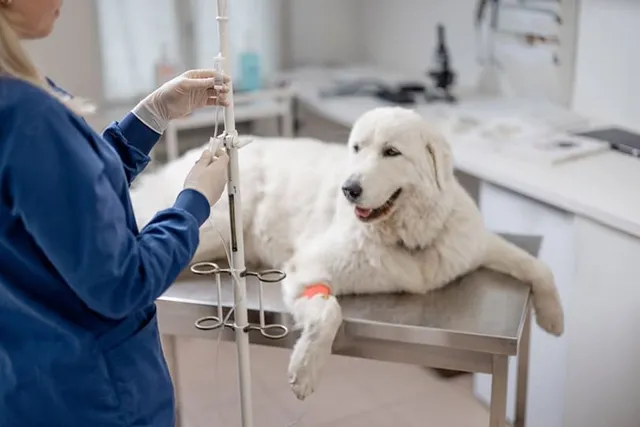 How Much Does an Emergency Vet Cost for Dogs? 2026 Price Update