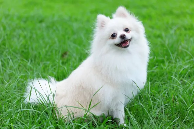 Is a Pomeranian Hypoallergenic? Vet-Reviewed Facts & Advice