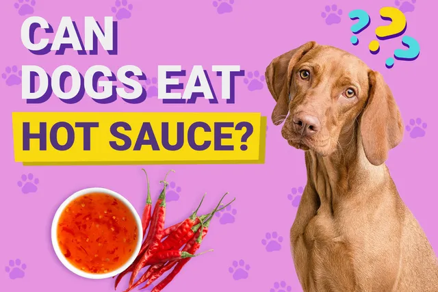 Can Dogs Eat Hot Sauce? Vet-Verified Health Facts