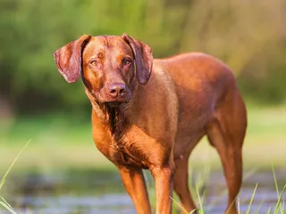 Do Rhodesian Ridgebacks Like Water? Tips, Facts & FAQ