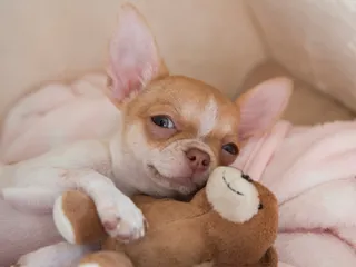 Tiny But Mighty: The Surprising History of Chihuahuas