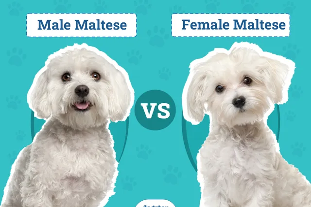 Male vs Female Maltese: What's the Difference? (With Pictures)
