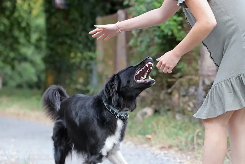 border collie dog barking at person