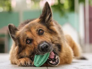 What Comes in a BarkBox? Contents, Cost & FAQ