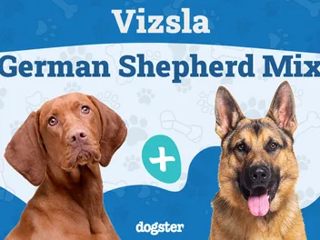 Vizsla German Shepherd Mix: Info, Pictures, Care Guide & Temperament