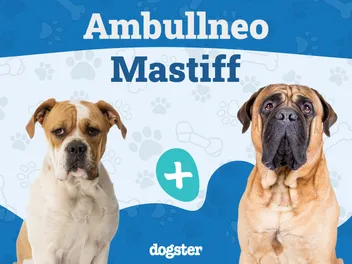 Ambullneo Mastiff Breed: Info, Pictures, Care Guide & More