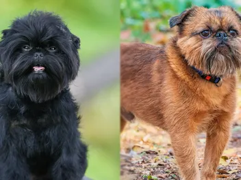 Affengriffon Dog Breed: Info, Pictures, Care & More