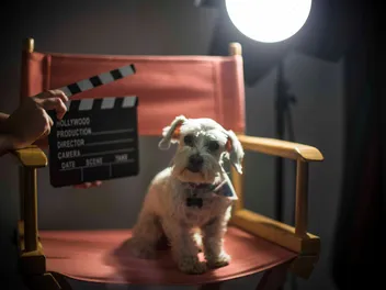 20 Famous Dog Actors in Hollywood: Facts & FAQ (With Videos)