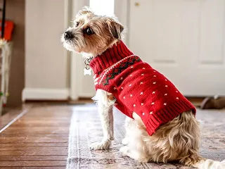 9 Awesome DIY Christmas Gifts for Dogs & Dog Lovers (With Pictures)