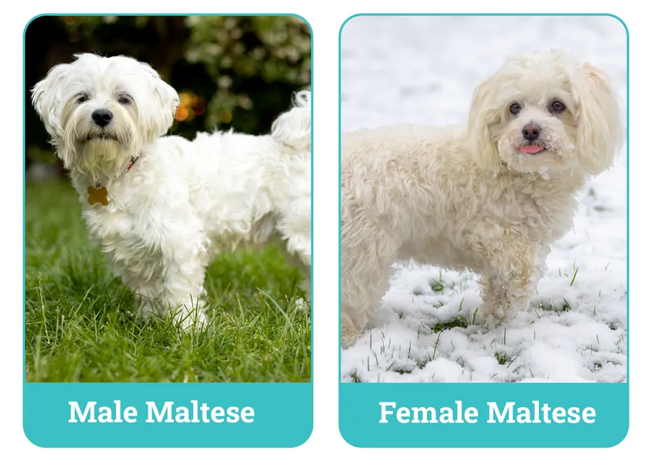 Male Vs Female Maltese Side By Side