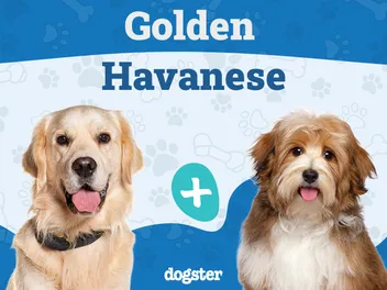Golden Havanese (Havanese & Golden Retriever Mix): Info, Pictures, Care & More