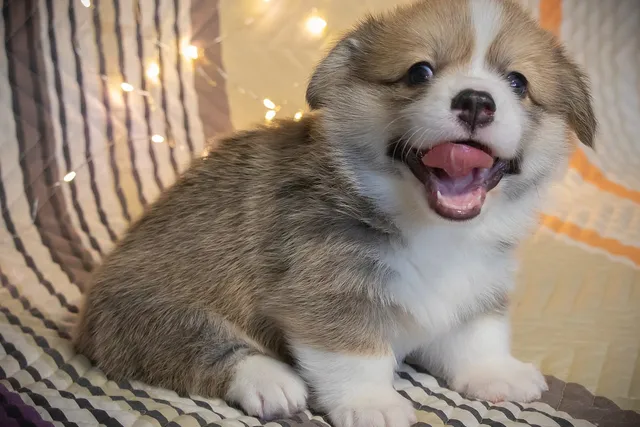 When Do Puppies Get Teeth? Vet-Reviewed Facts & FAQ