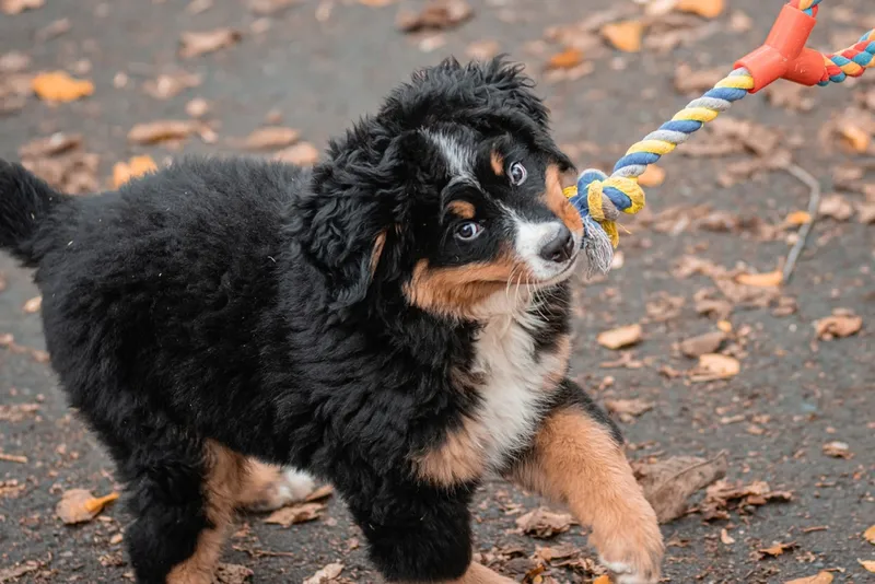 Bernese Mountain Dog puppy plays tug of war with a toy rope