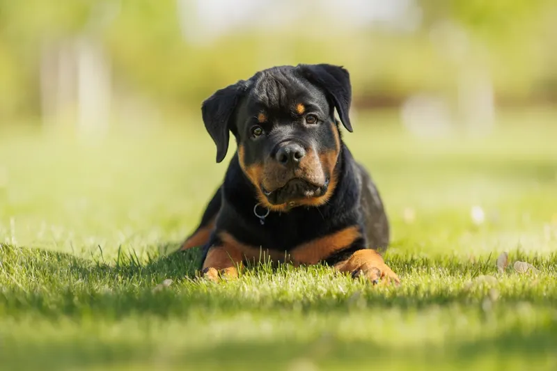 funny rottweiler puppy outdoors in summer