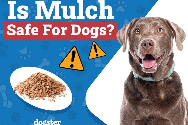 Is Mulch Safe for Dogs? Our Vet-Approved Advice