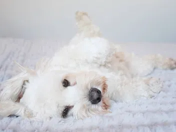 Dog Stomach Noises: When Gurgling Means Trouble