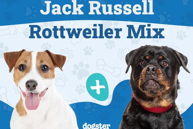 Jackweiler Dog Breed: Info, Pictures, Temperament & Traits