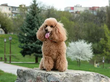 National Brown Dog Day 2026: When It Is & How It's Celebrated