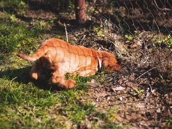Why Do Dogs Bury Their Food? Vet-Verified Reasons & What to Do