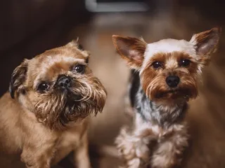 Which Dog Breeds Are in the AKC Toy Group Class? 22 Awesome Breeds