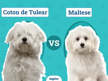 Coton de Tulear vs Maltese: The Differences (With Info & Pictures)