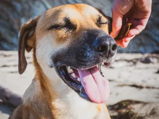 Do Dogs Have Lips? Vet-Verified Canine Mouth Anatomy Facts