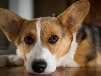Can a Corgi Be Left Alone at Home? Vet-Verified Facts & Considerations