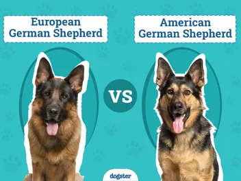 European vs American German Shepherd: The Key Differences (with Pictures)