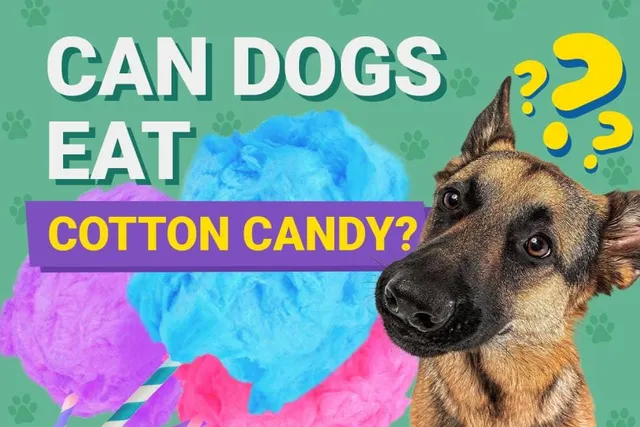 Can Dogs Eat Cotton Candy? Vet-Verified Facts & Safety Guide