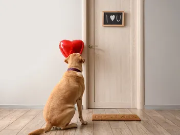 How to Fix a Dog Scratch on a Wood Door: Step-by-Step Guide