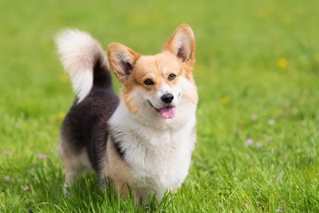 Tri-Color Corgi: Facts, Pictures, Origin & History