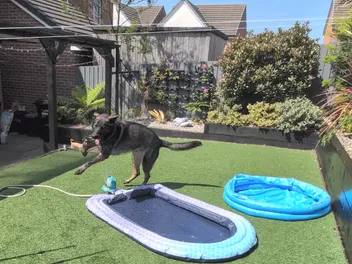 You Can’t Keep A Good Dog Down – Kodah's Newest Summer Favorite