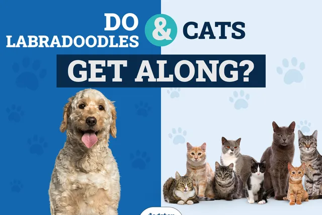 Will a Labradoodle Get Along With My Cat? 7 Tips to Introduce Them