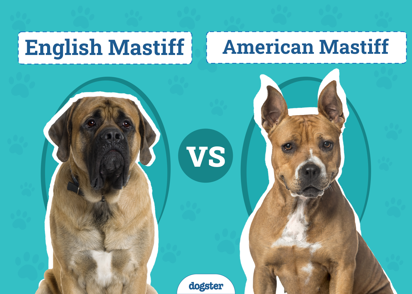 English Mastiff vs. American Mastiff