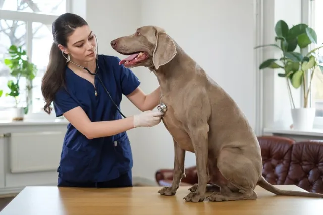 How Fast Is a Normal Heart Rate for Dogs? (Vet Answer)