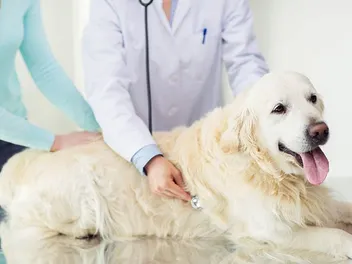 9 Best Dog Foods for Heart Disease in 2026 - Reviews & Top Picks