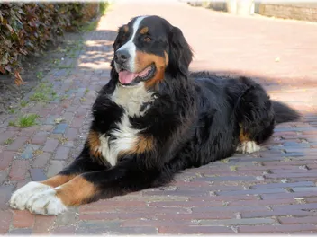 Is a Bernese Mountain Dog Hypoallergenic? The Interesting Answer!