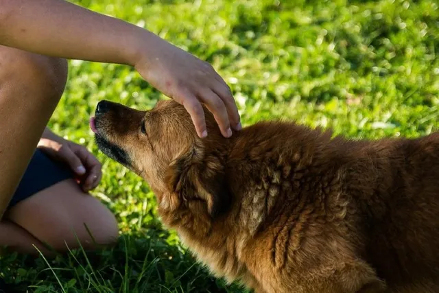 10 Off-Leash Dog Parks in St. Louis, MO You Can Visit Today (2026 Update)