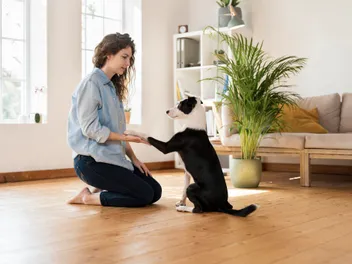 How to Obedience Train a Dog: Vet-Verified Steps & Tips