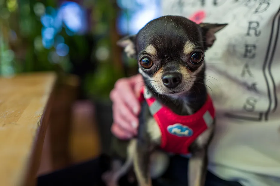 chihuahua dog on person's lap